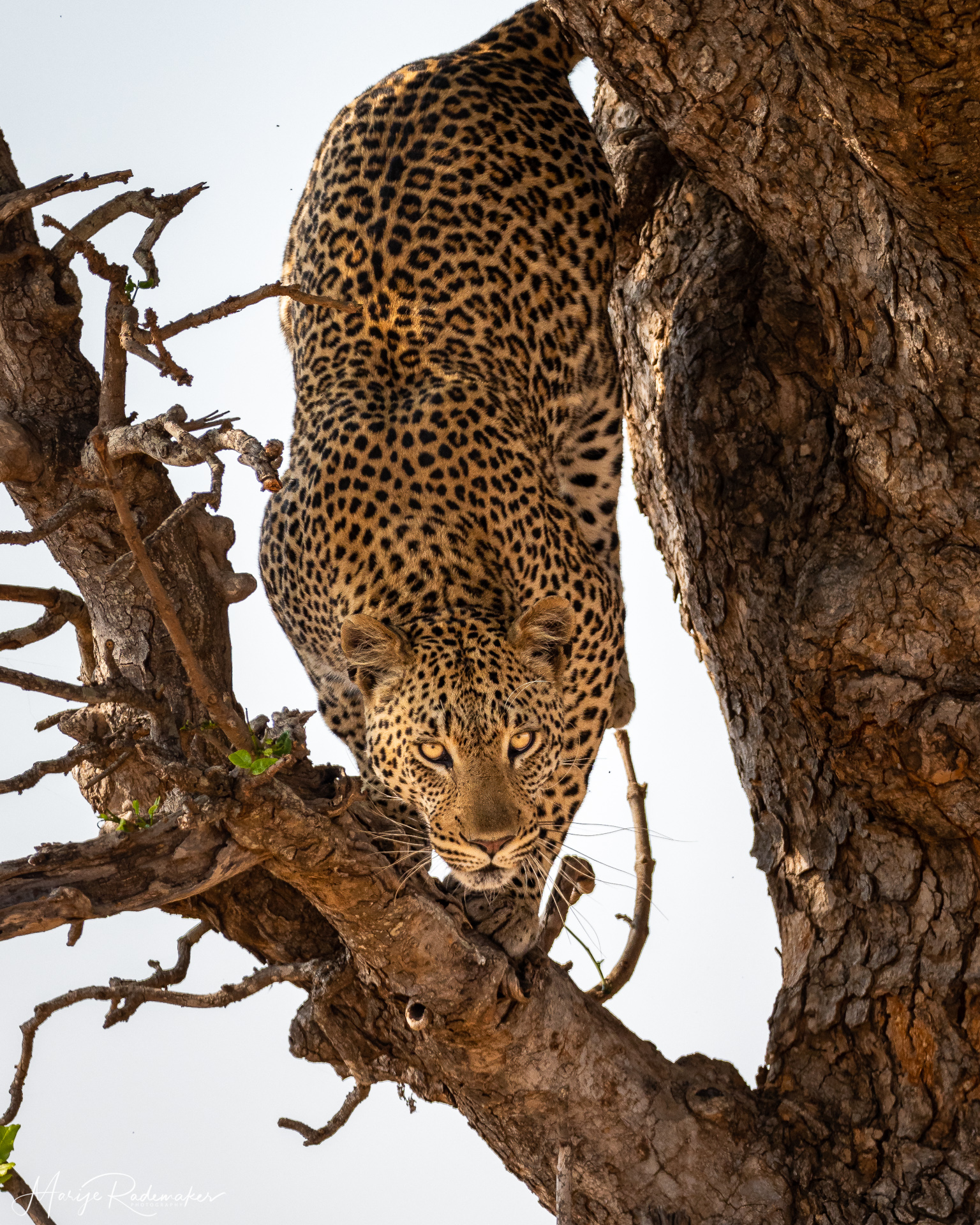 Captured at Kruger NP on 05 Oct, 2019 by Marije Rademaker