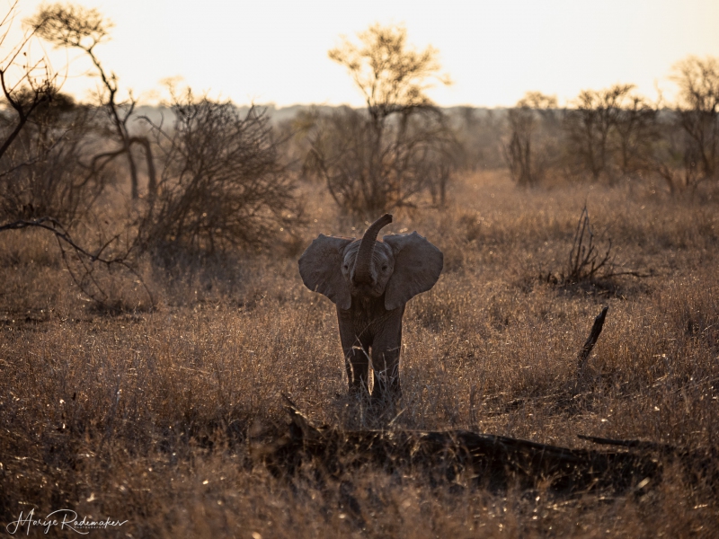 Captured at Kruger NP on 03 Oct, 2019 by Marije Rademaker