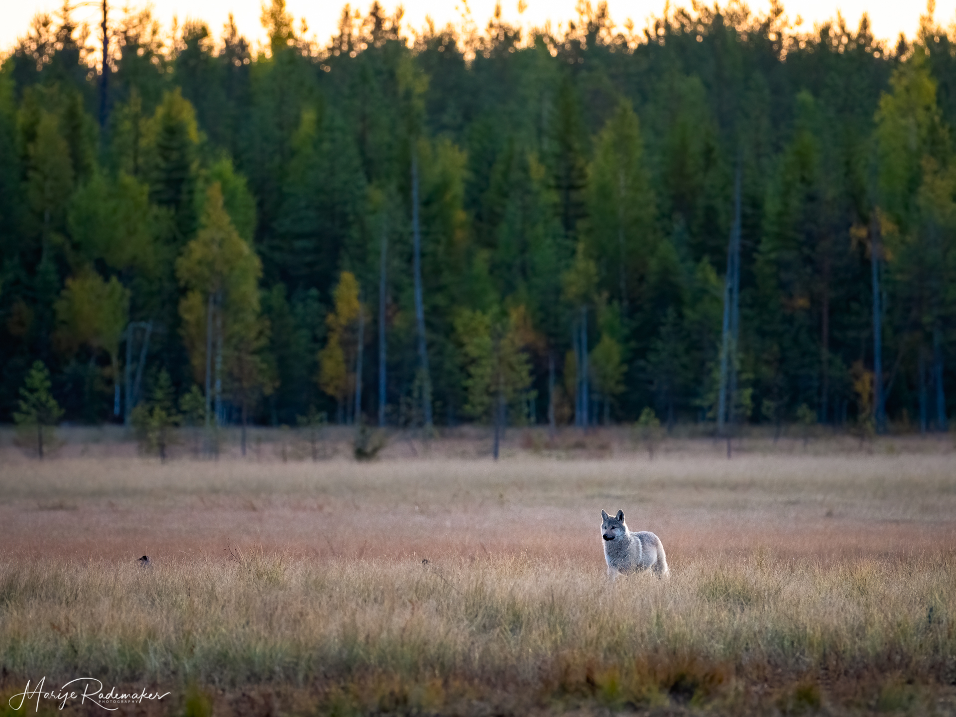 Captured at Wildlife Finland on 18 Sep, 2019 by Marije Rademaker