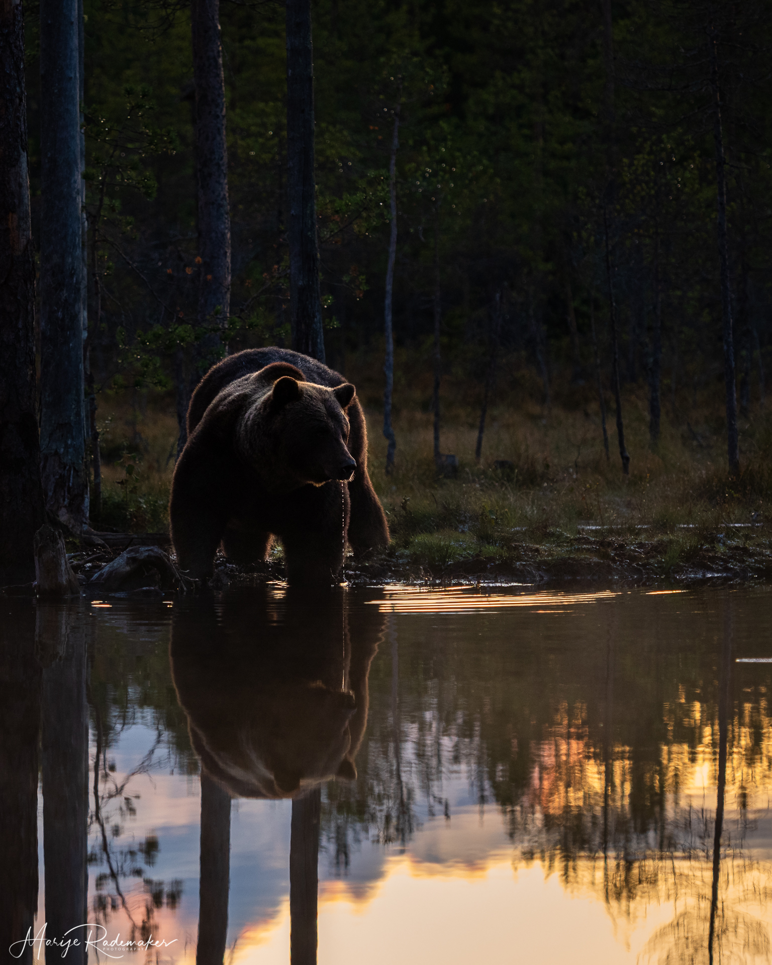 Captured at Wildlife Finland on 19 Sep, 2019 by Marije Rademaker