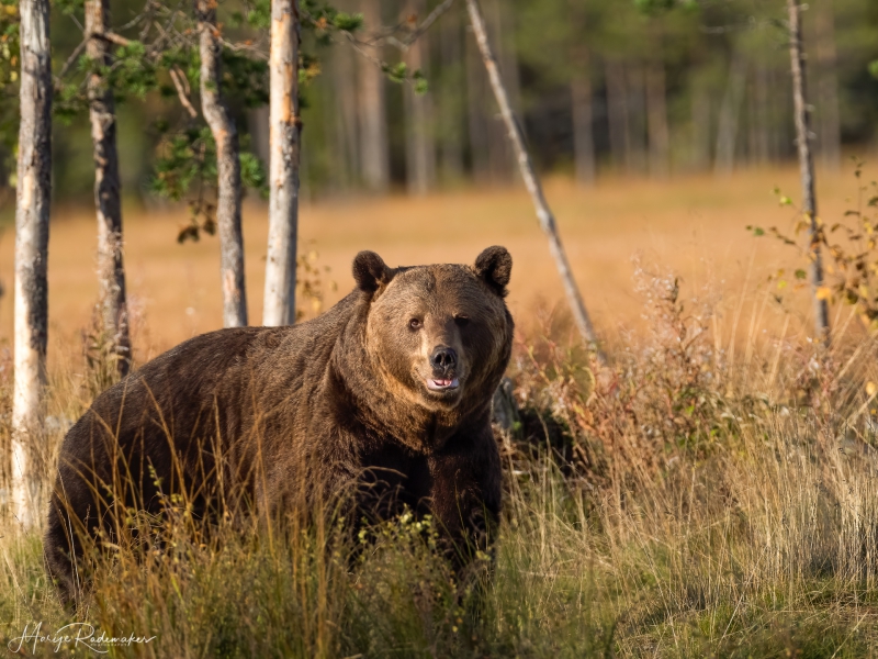 Captured at Wildlife Finland on 17 Sep, 2019 by Marije Rademaker