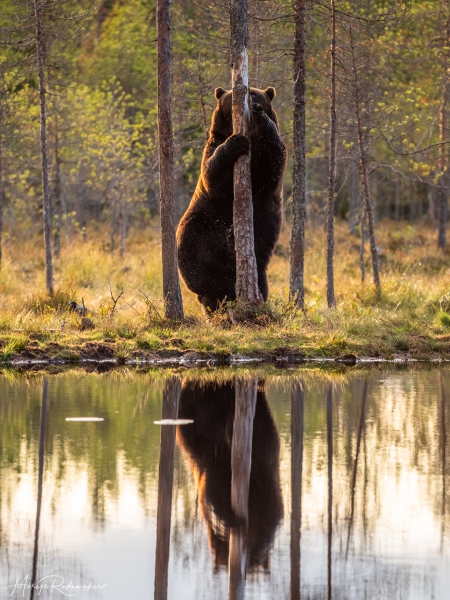 Captured at Wildlife Finland on 19 Sep, 2019 by Marije Rademaker