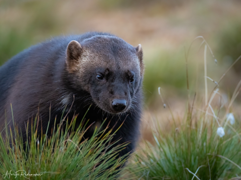 Captured at Wildlife Finland on 20 Sep, 2019 by Marije Rademaker