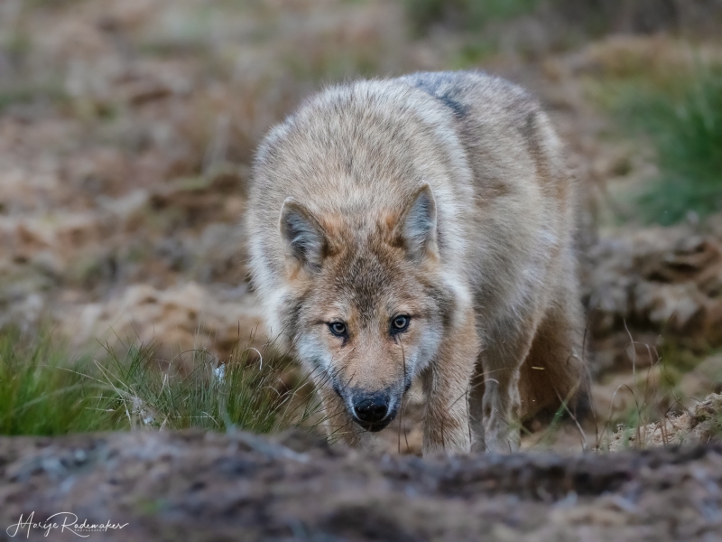 Captured at Wildlife Finland on 20 Sep, 2019 by Marije Rademaker