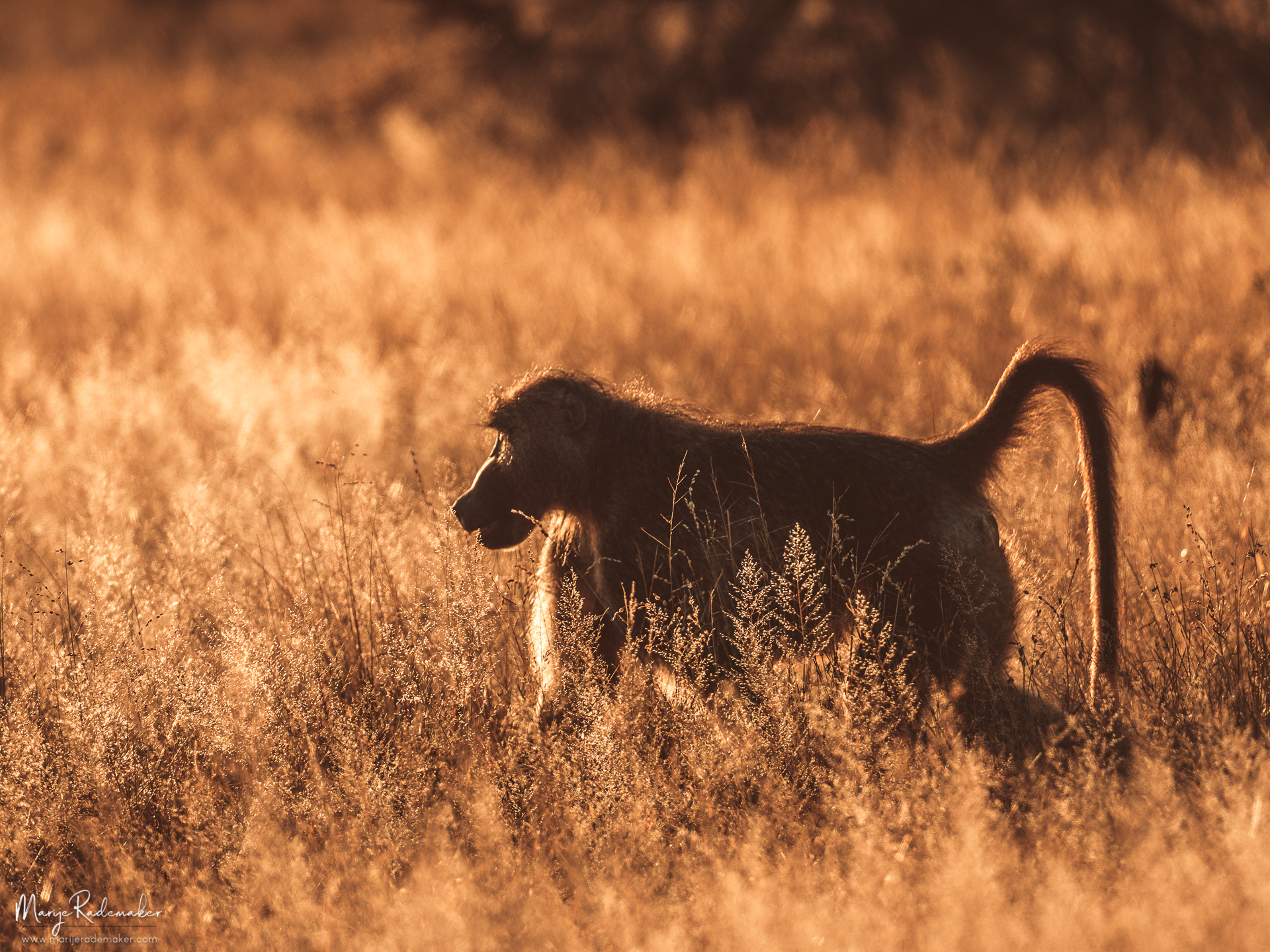 Captured at Kruger National Park on 07 Jun, 2018 by Marije Rademaker