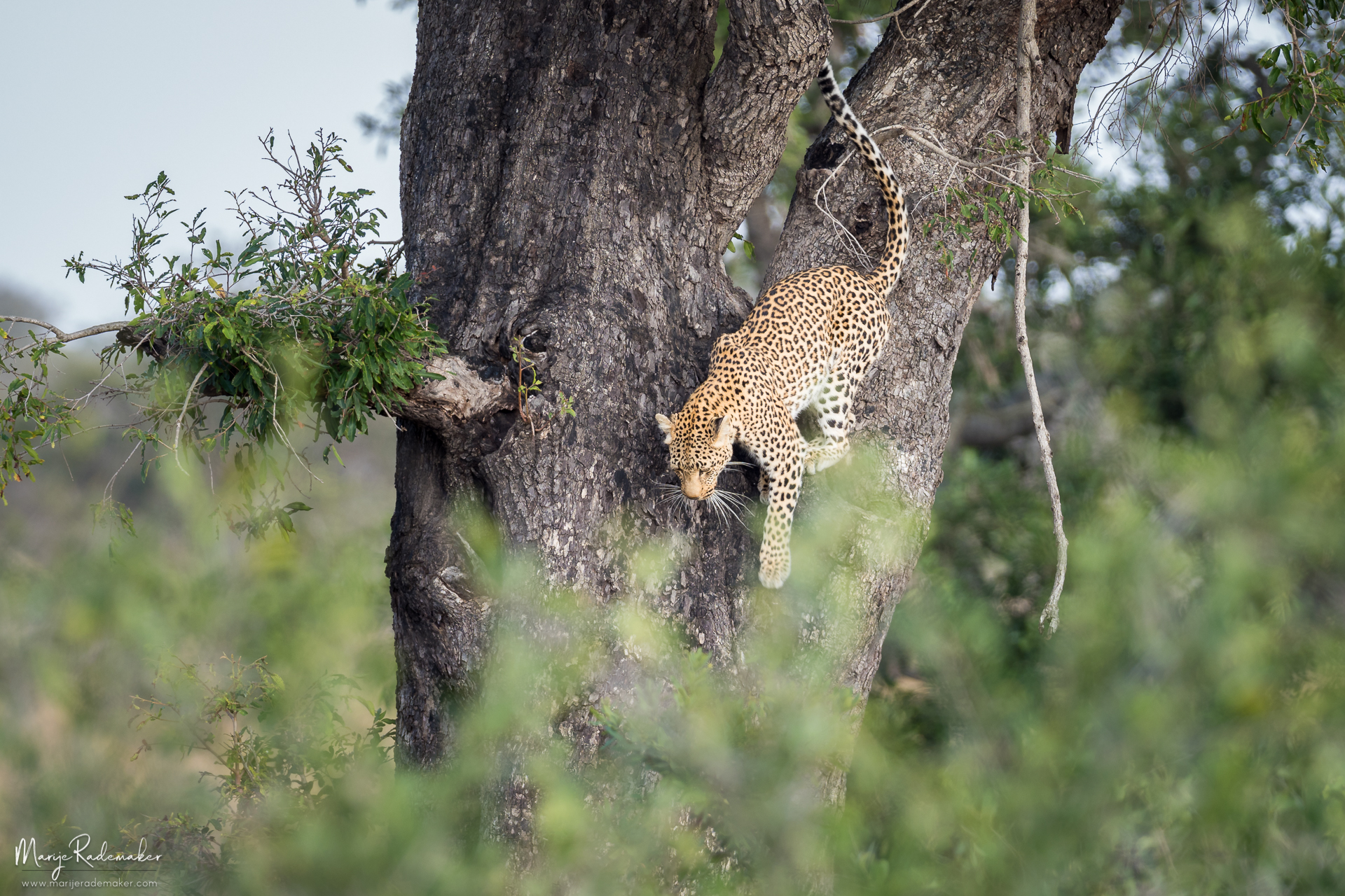 Captured at Kruger National Park on 11 Jun, 2018 by Marije Rademaker