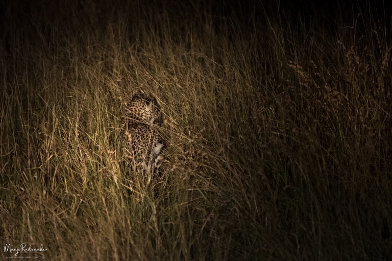 Captured at Kruger National Park on 07 Jun, 2018 by Marije Rademaker