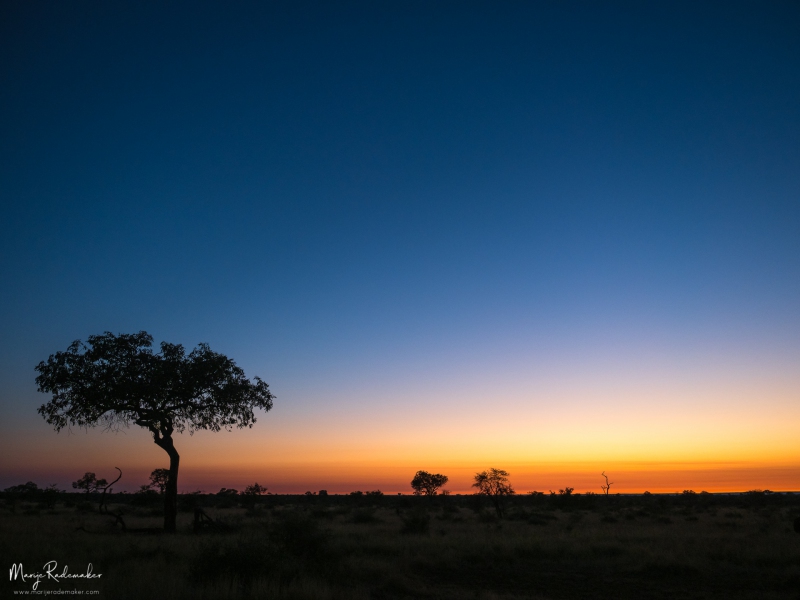 Captured at Kruger National Park on 08 Jun, 2018 by Marije Rademaker