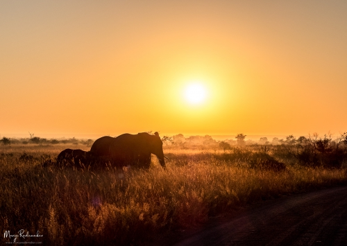 Captured at Kruger National Park on 09 Jun, 2018 by Marije Rademaker