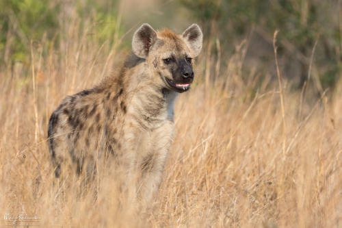 Captured at Kruger National Park on 12 Jun, 2018 by Marije Rademaker