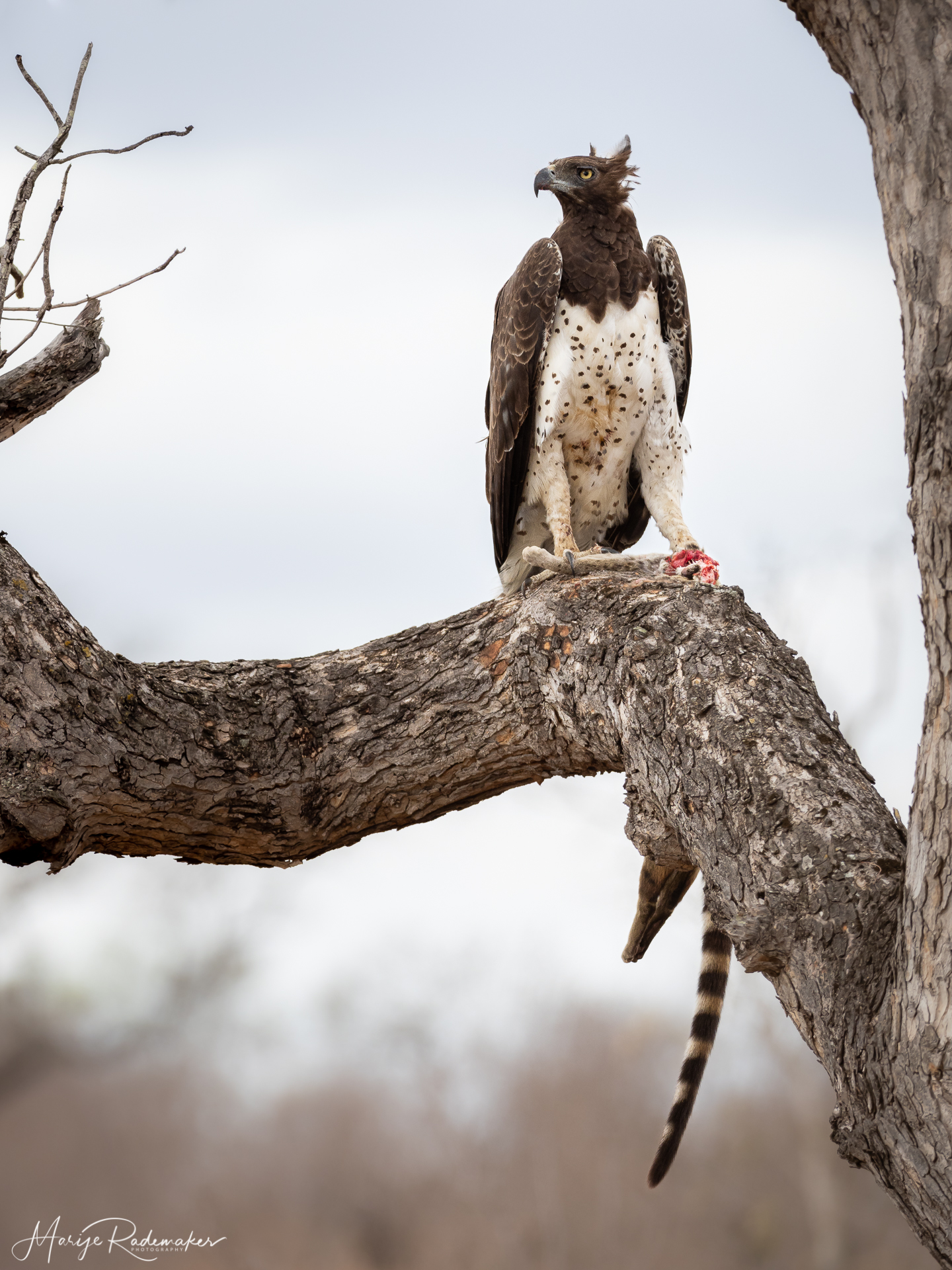 Captured at Kruger NP on 02 Oct, 2019 by Marije Rademaker