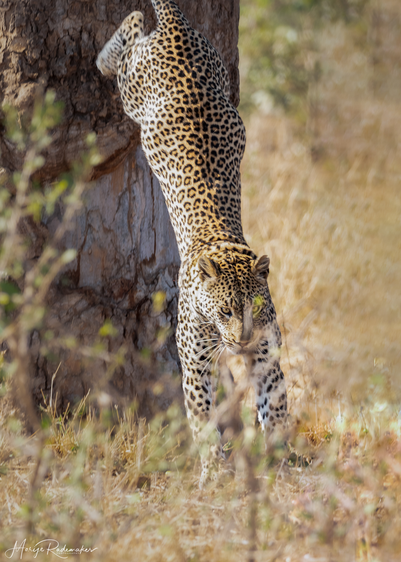 Captured at Kruger NP on 05 Oct, 2019 by Marije Rademaker