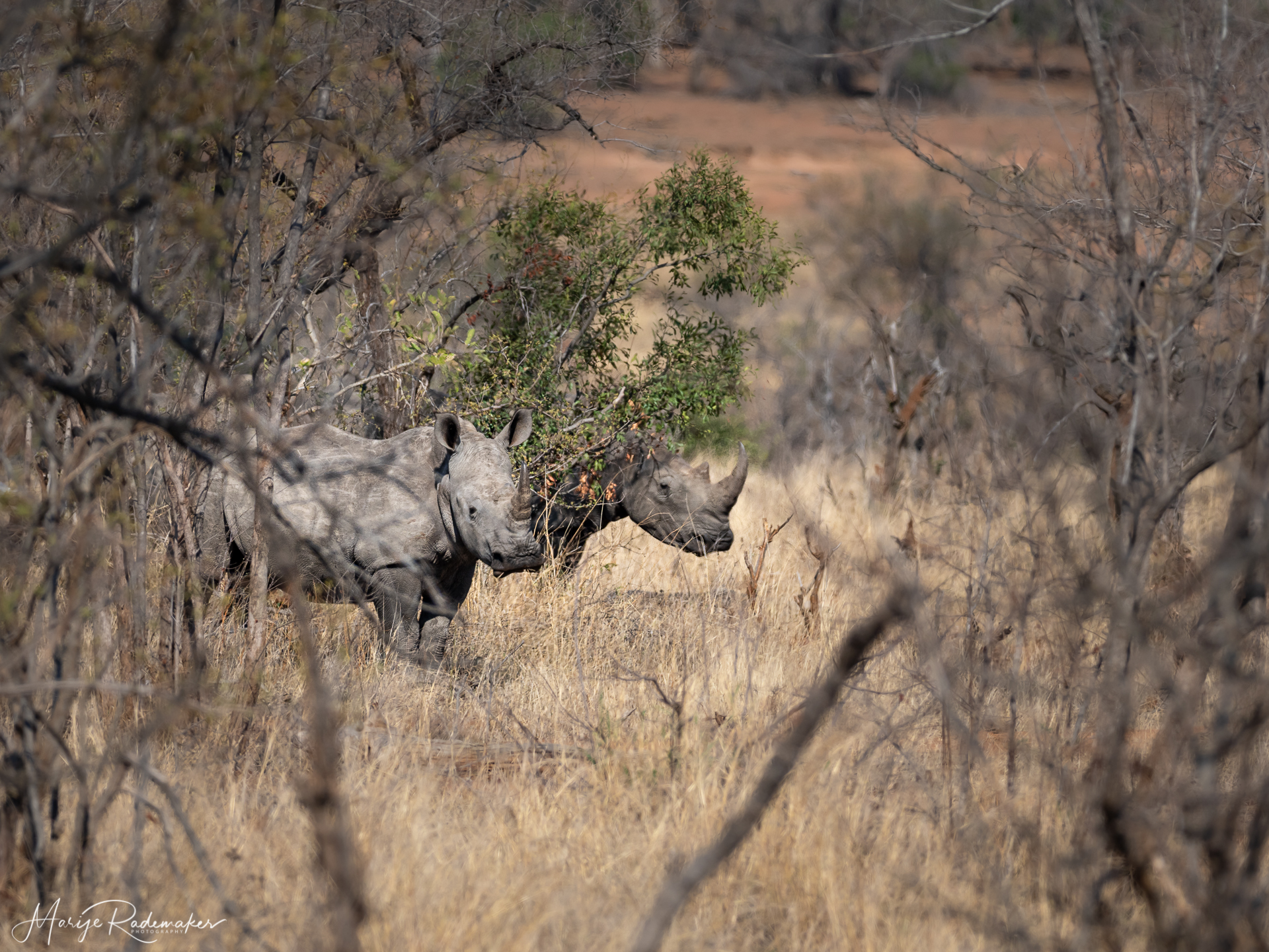 Captured at Kruger NP on 06 Oct, 2019 by Marije Rademaker