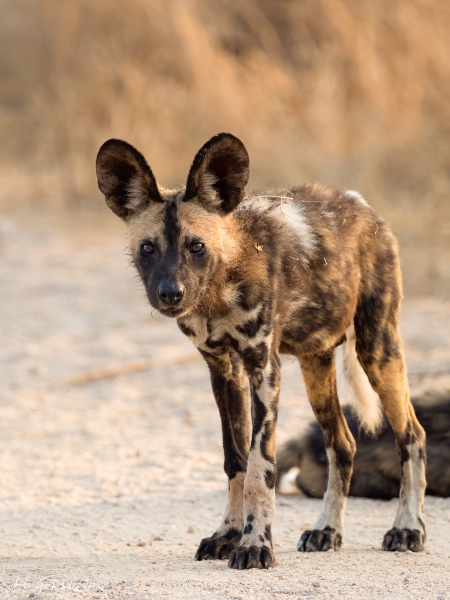 Captured at Kruger NP on 07 Oct, 2019 by Marije Rademaker