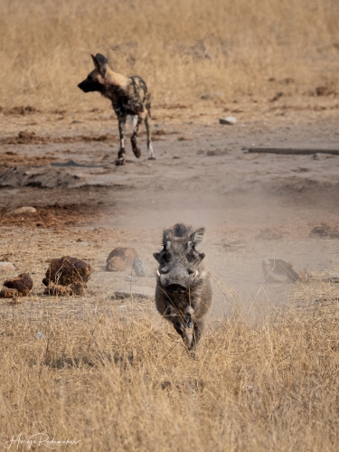 Captured at Kruger NP on 08 Oct, 2019 by Marije Rademaker