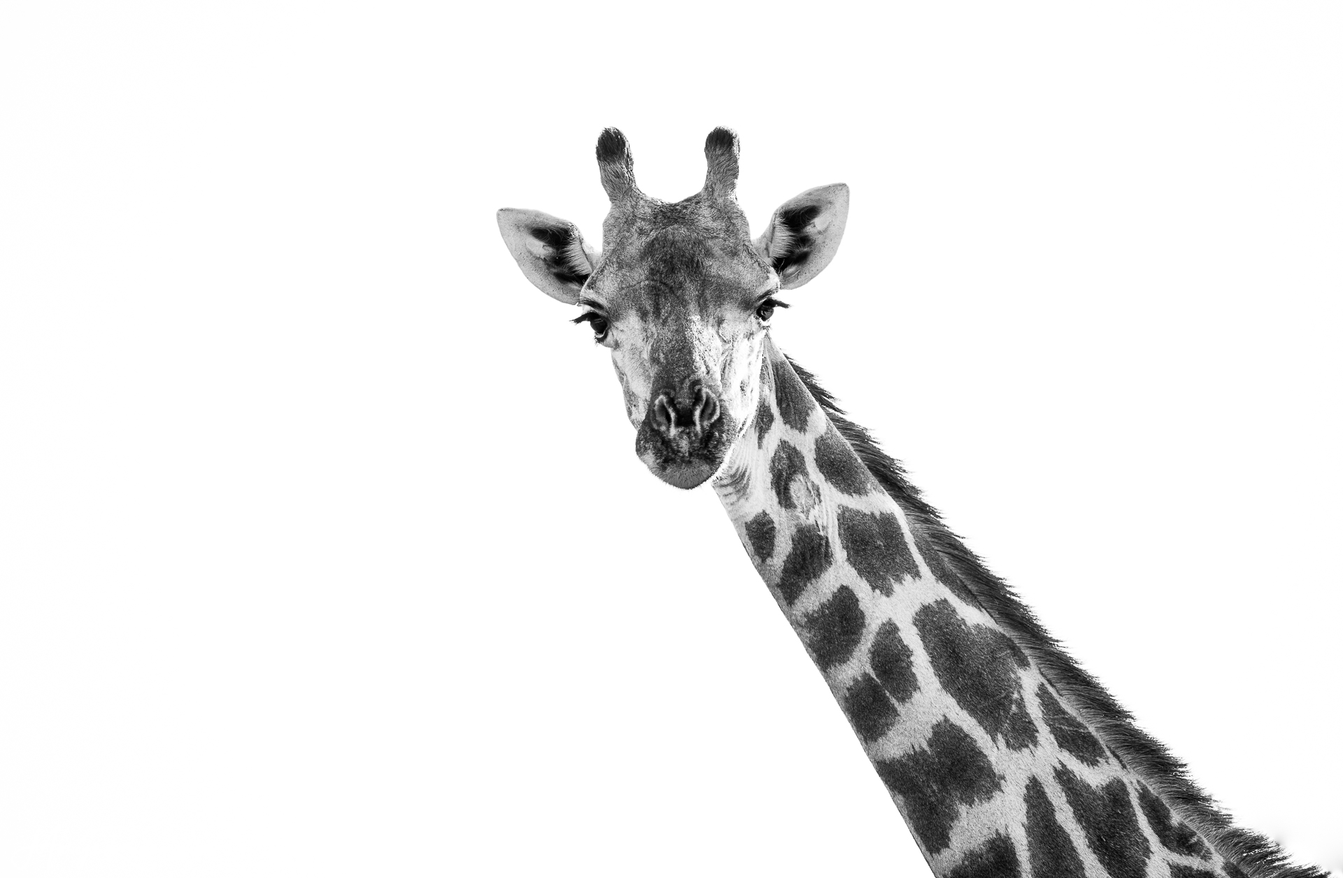 Captured at Kruger National Park on 08 Jun, 2018 by Marije Rademaker
