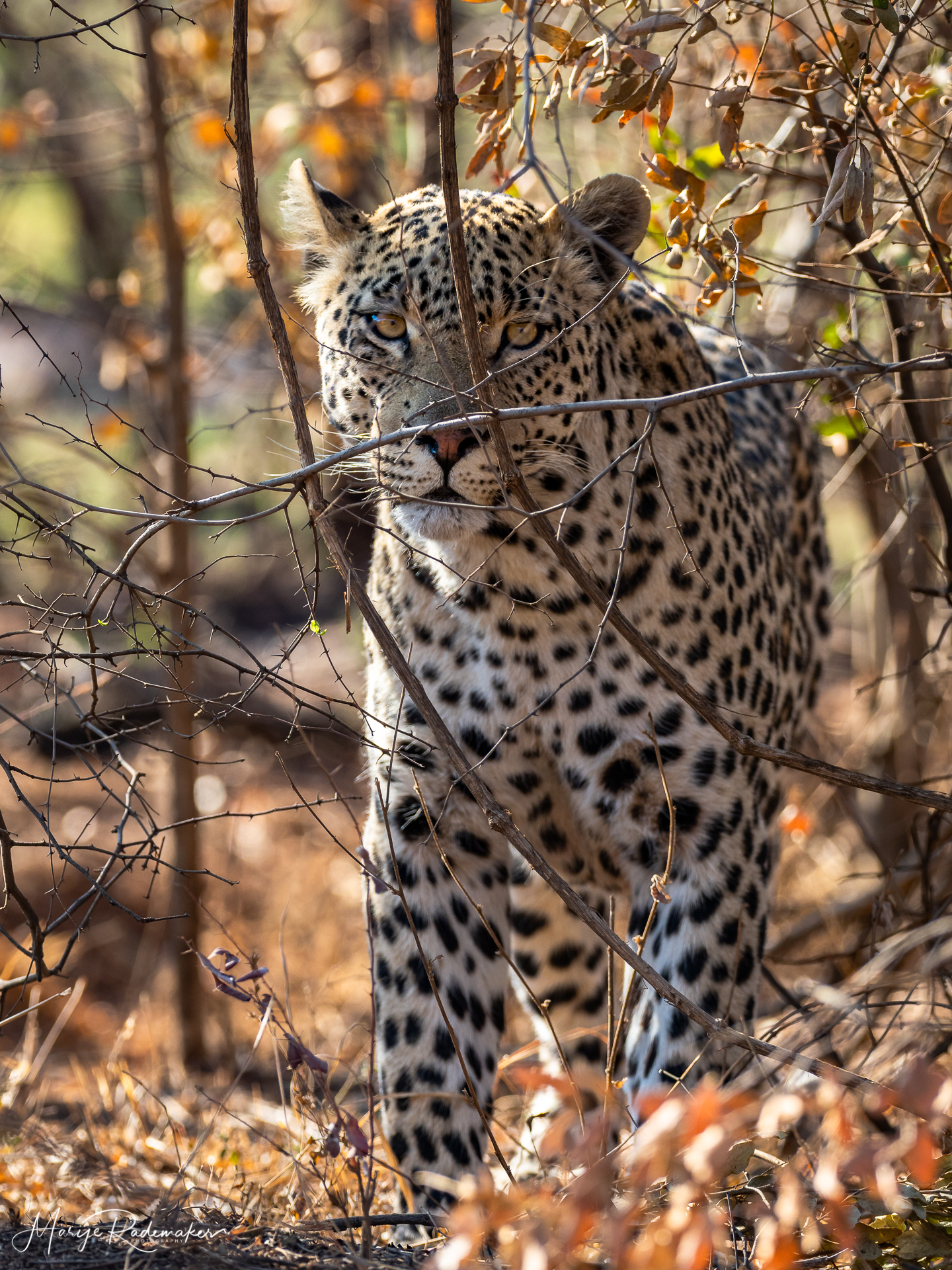 Captured at Pilanesberg on 02 Oct, 2018 by Marije Rademaker
